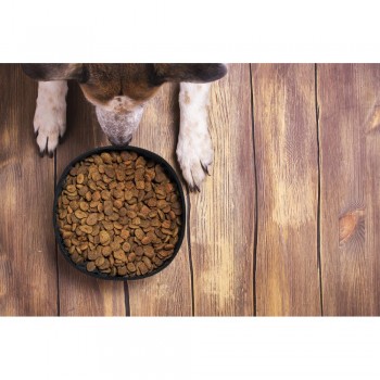 RPET foldable bowl for dog